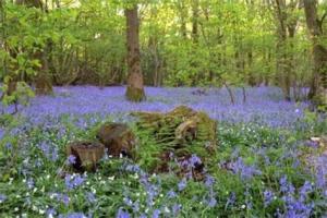 Bluebell Walk
